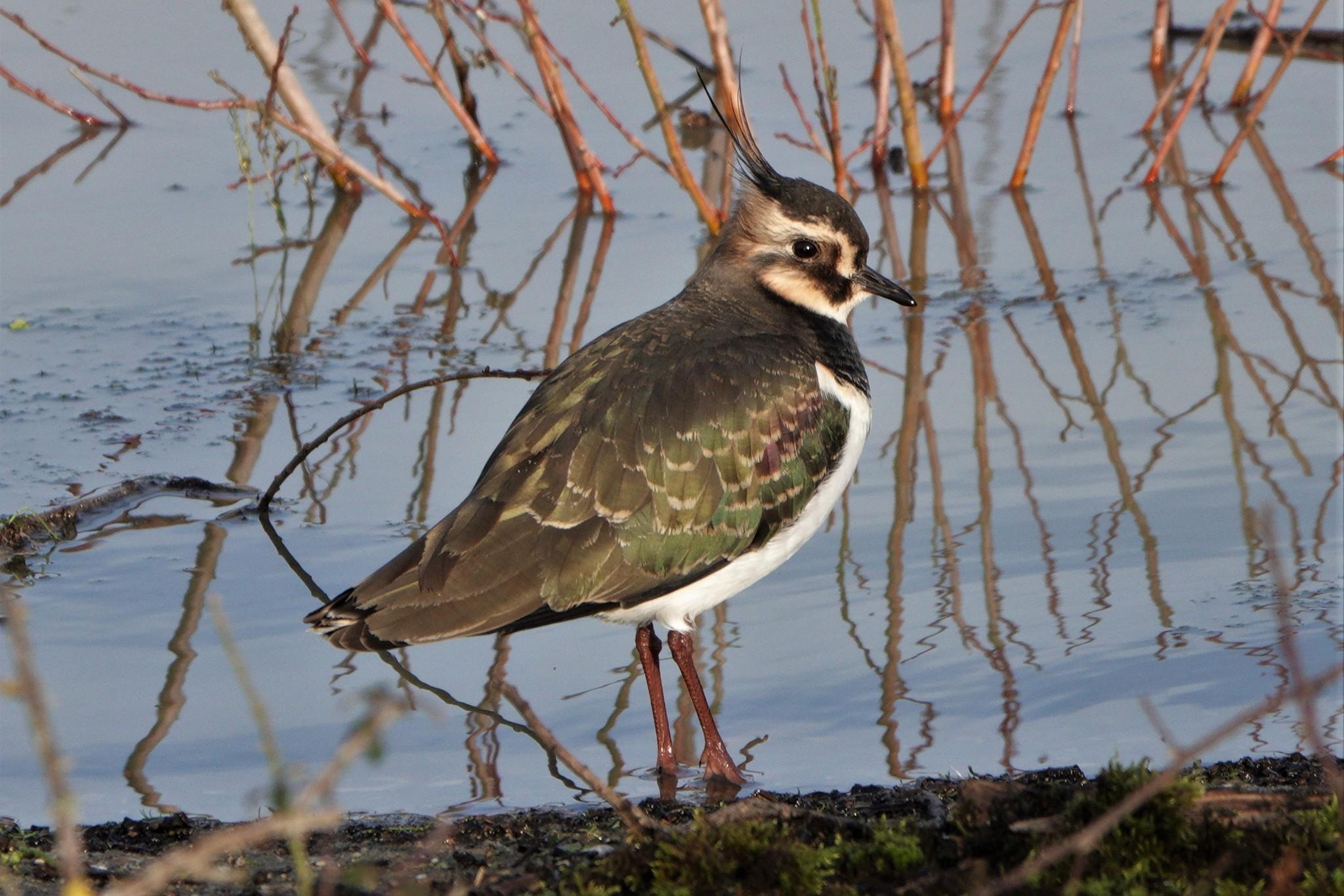 Avefría europea