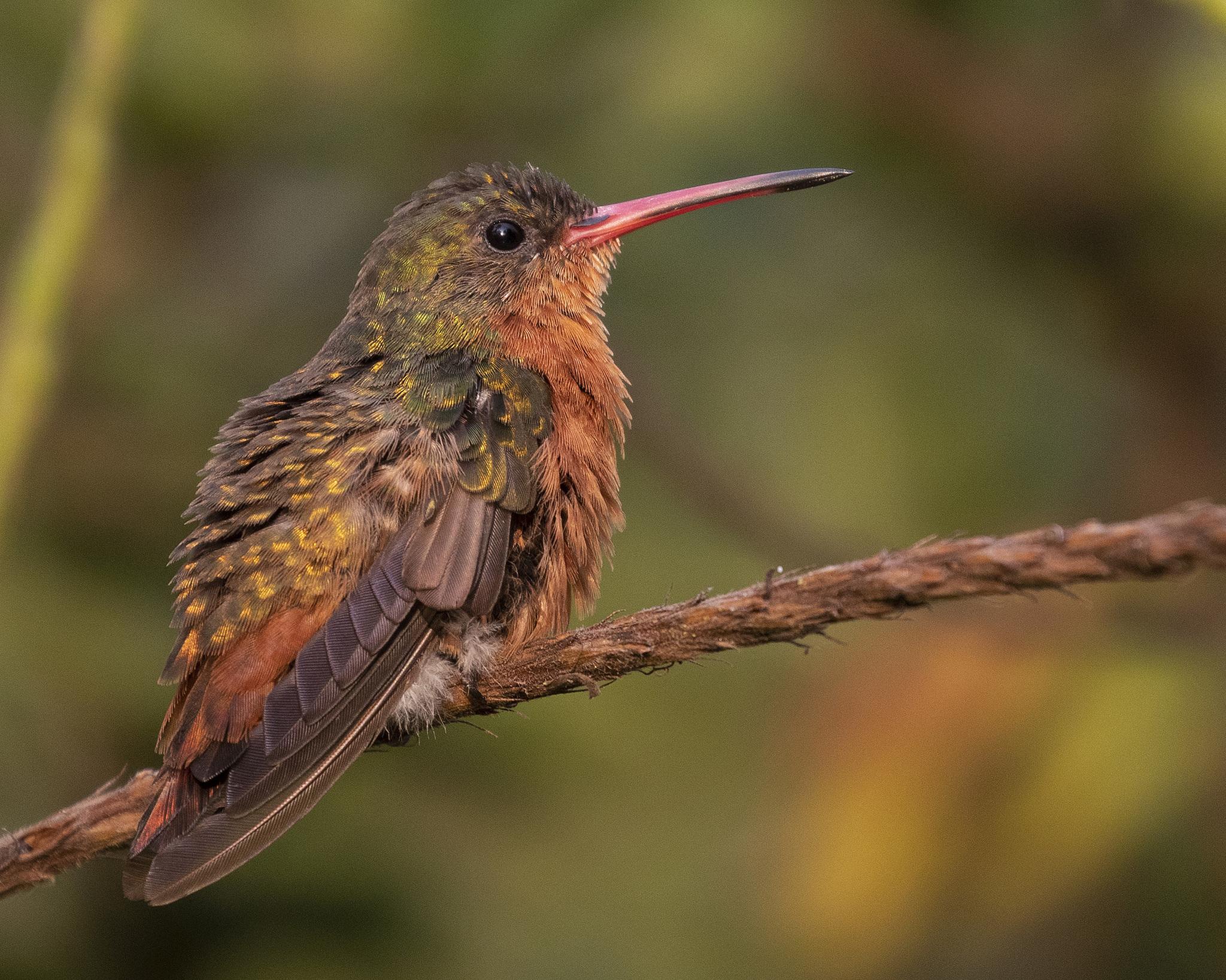 Cinnamon Hummingbird