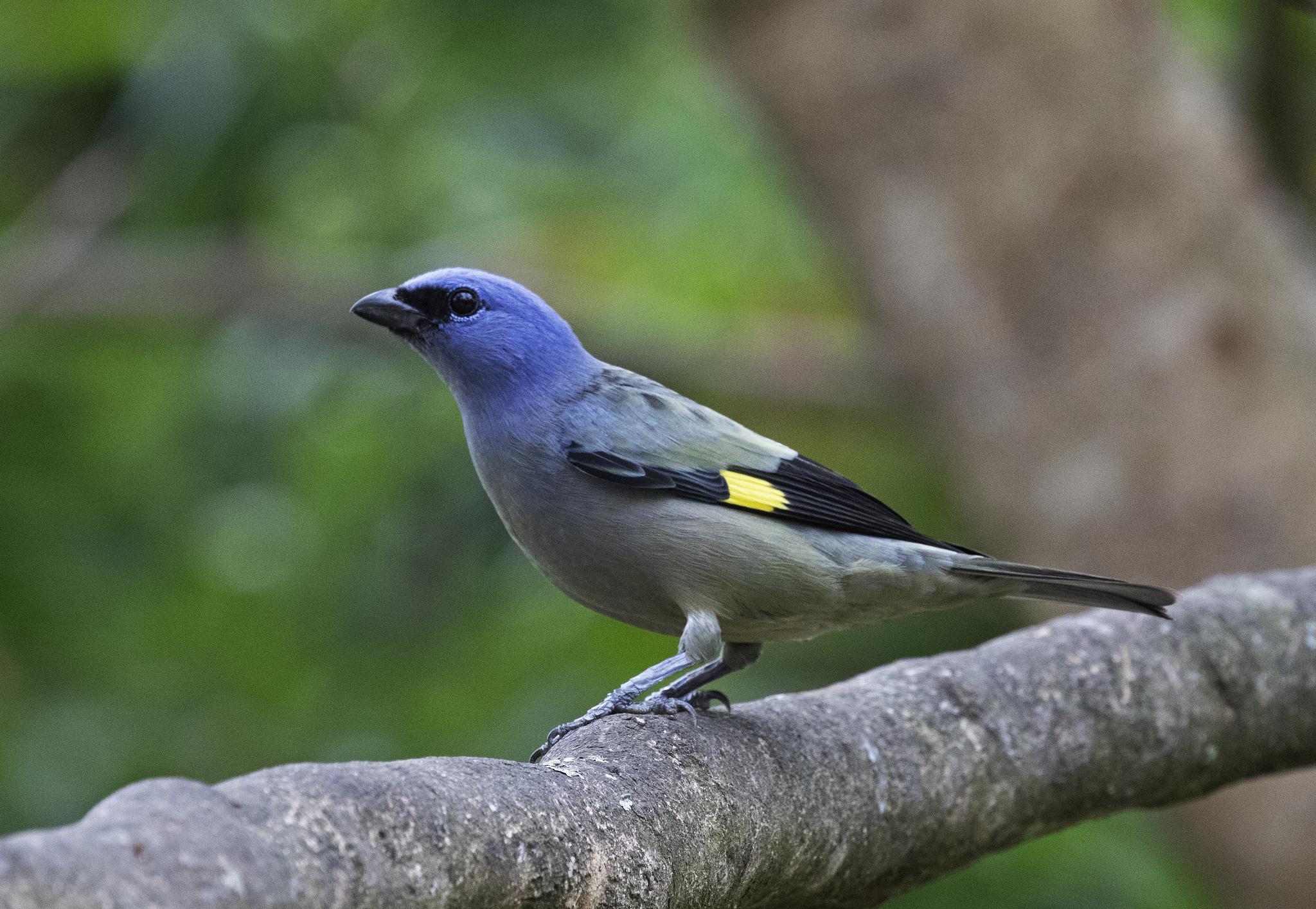 Yellow-winged Tanager