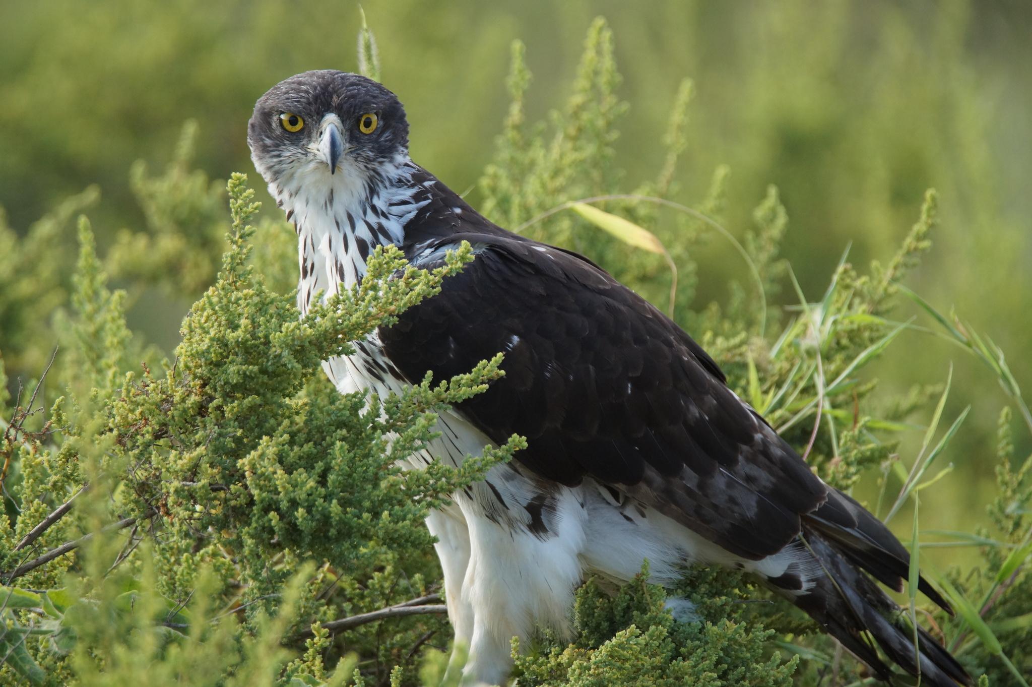 Águila azor africana