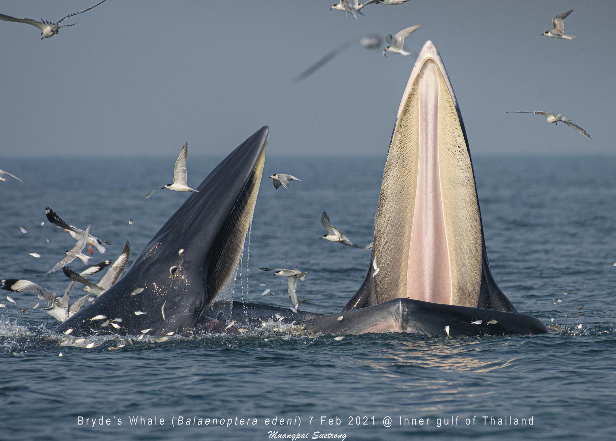Ballena tropical