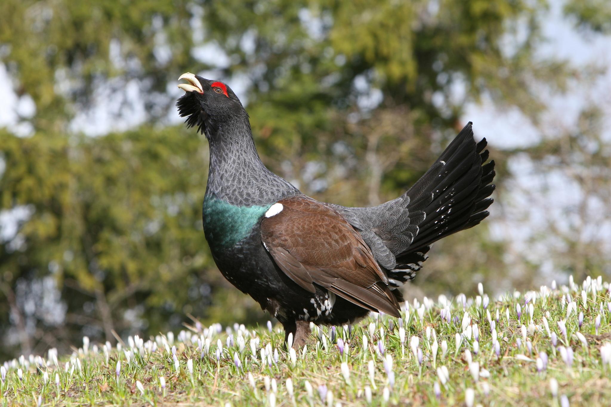 Urogallo Común