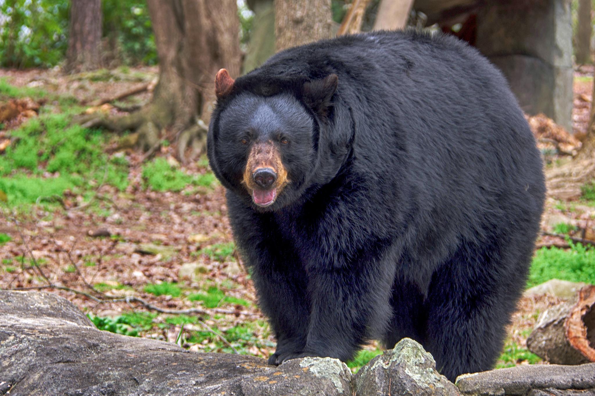 Oso negro americano