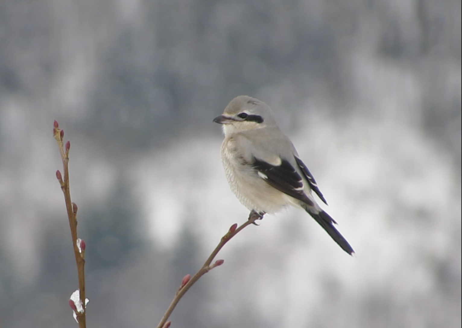 Northern Shrike