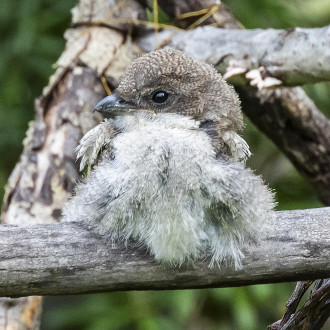 Southern Fiscal