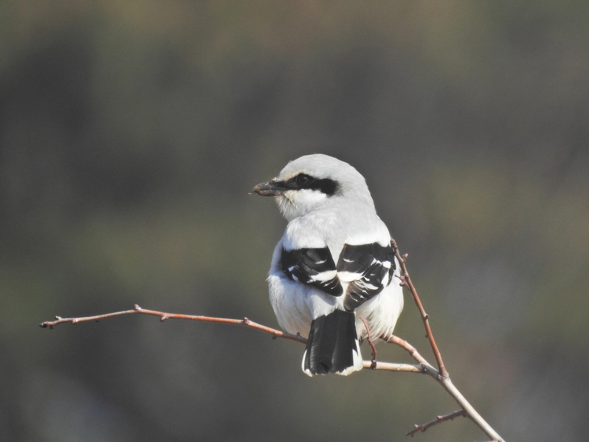 Great Gray Shrike