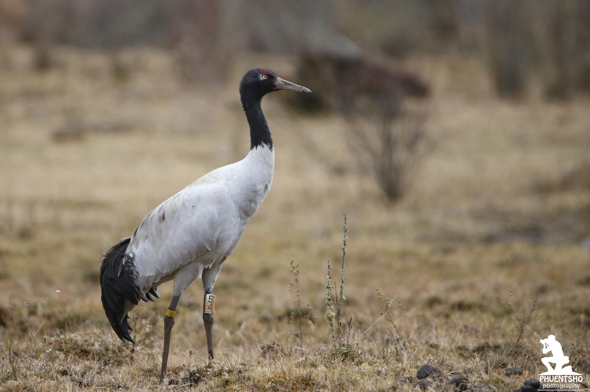 Grulla Cuellinegra