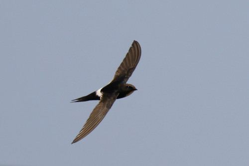 White-rumped Swift