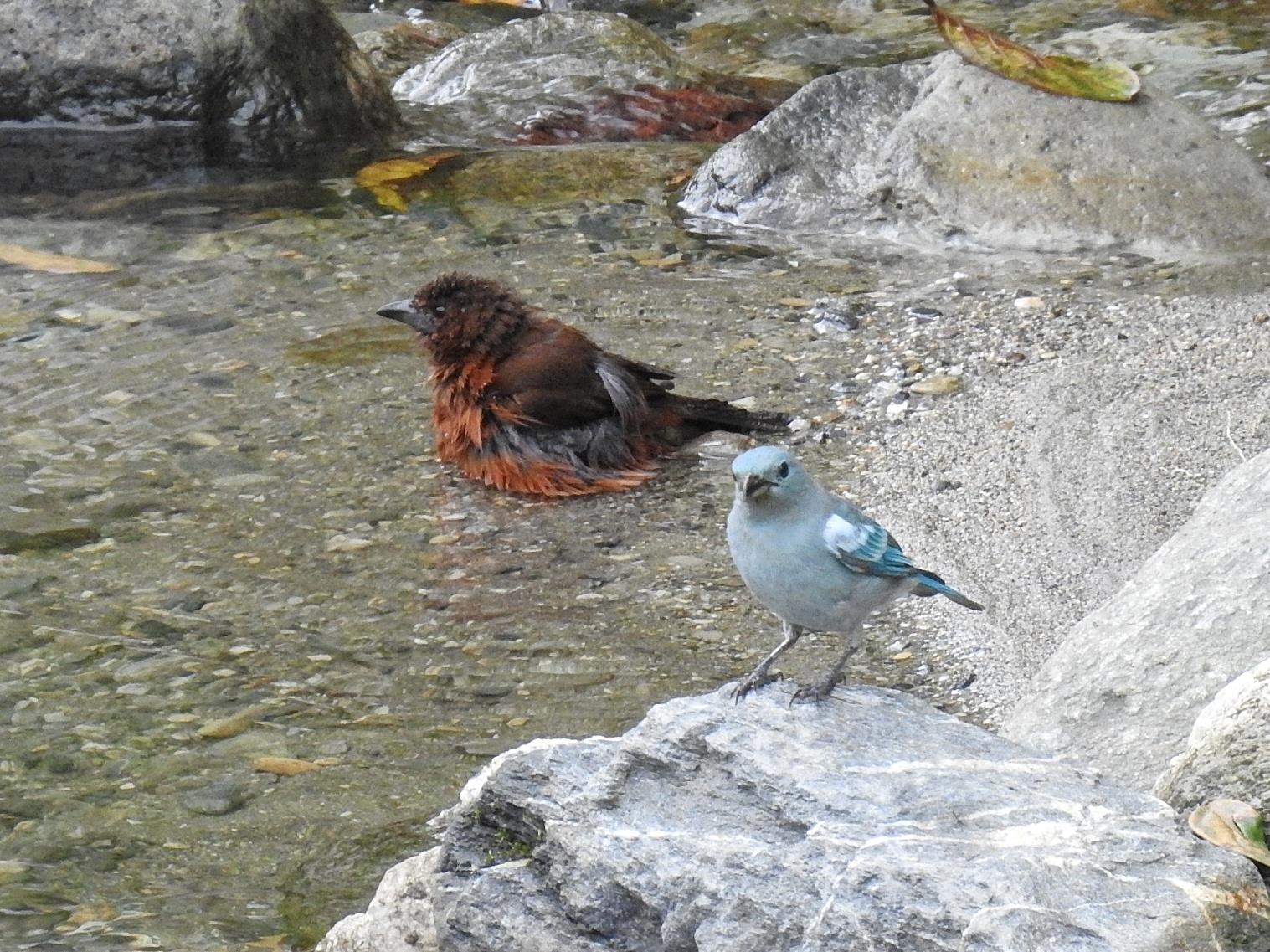 Blue-gray Tanager