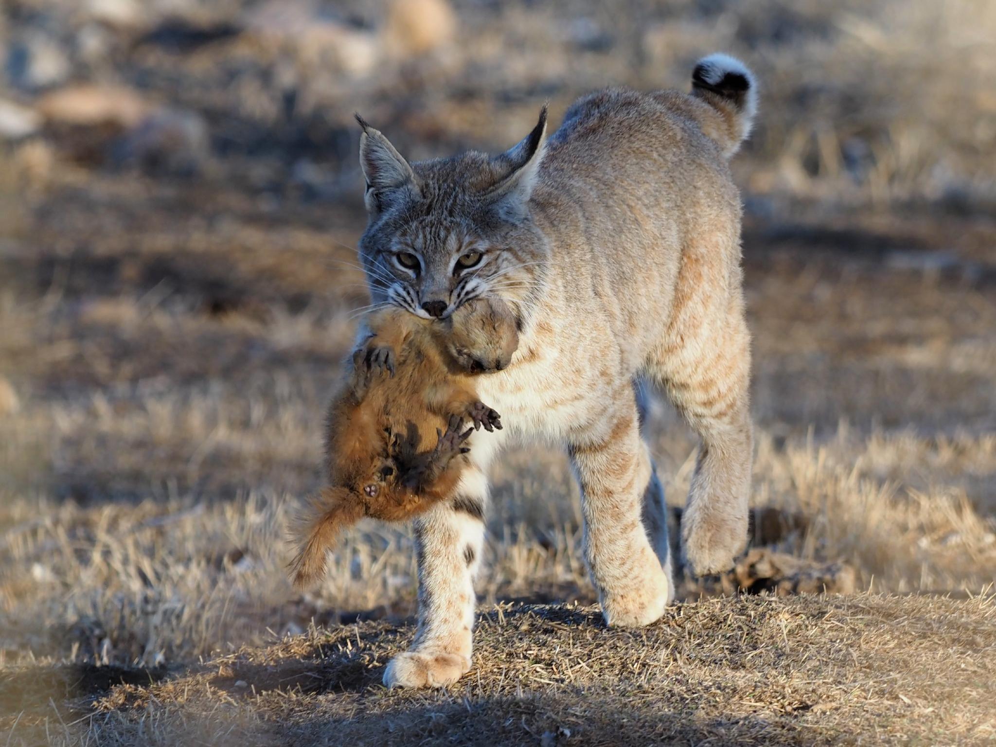 Bobcat