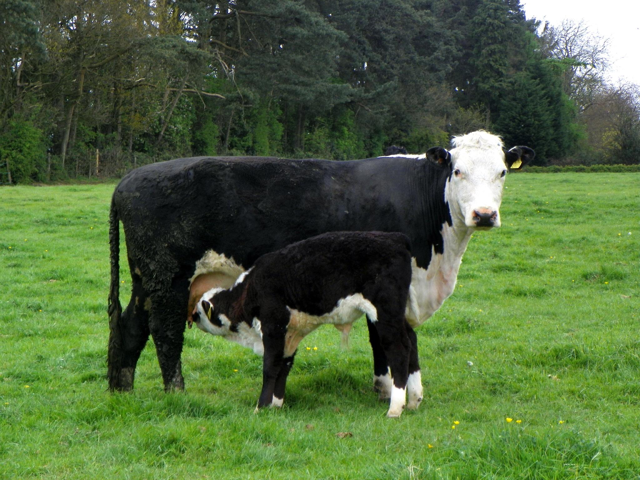 Vacas, ovejas, cabras, antílopes, bisontes y parientes