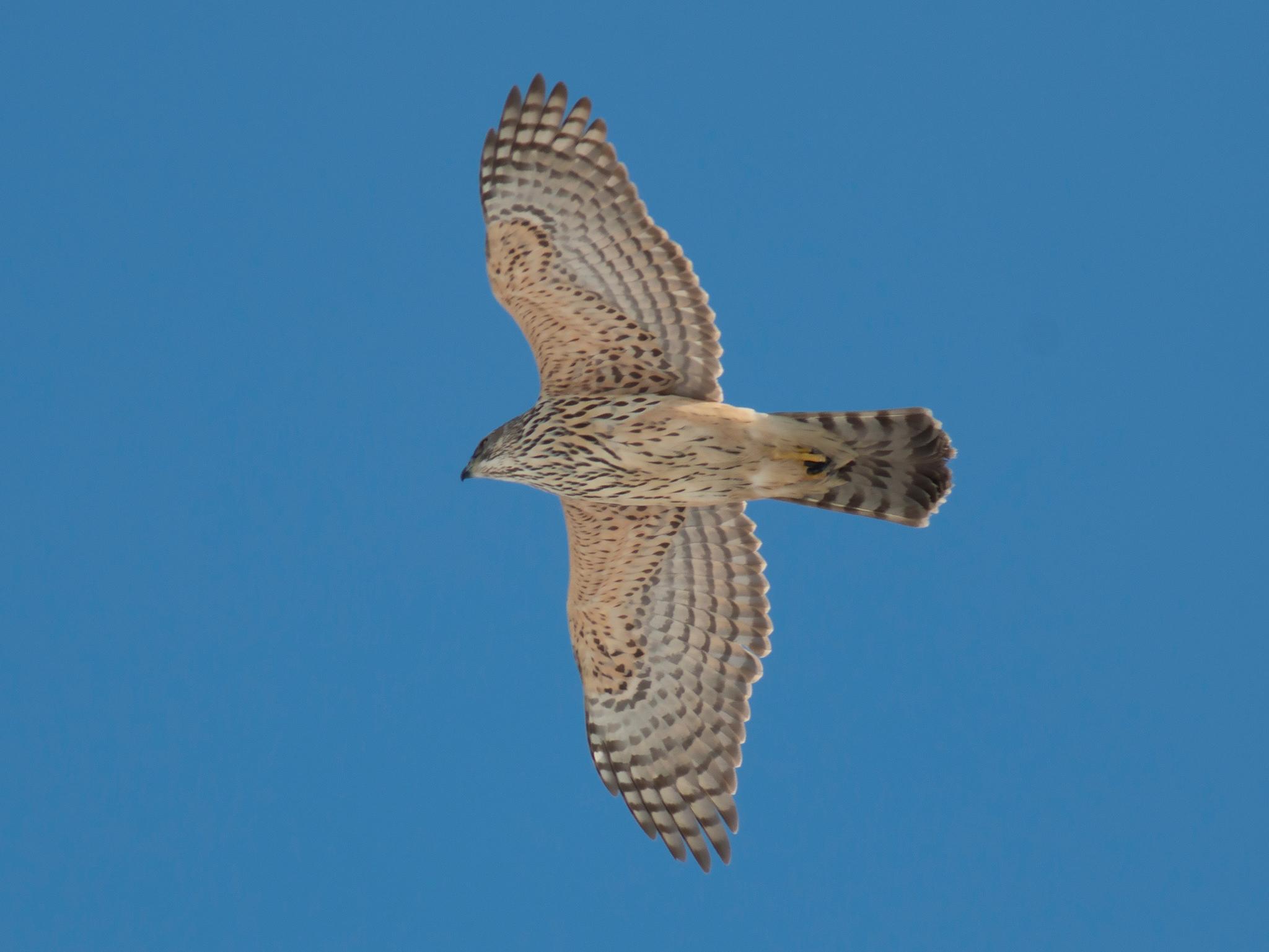Eurasian Goshawk