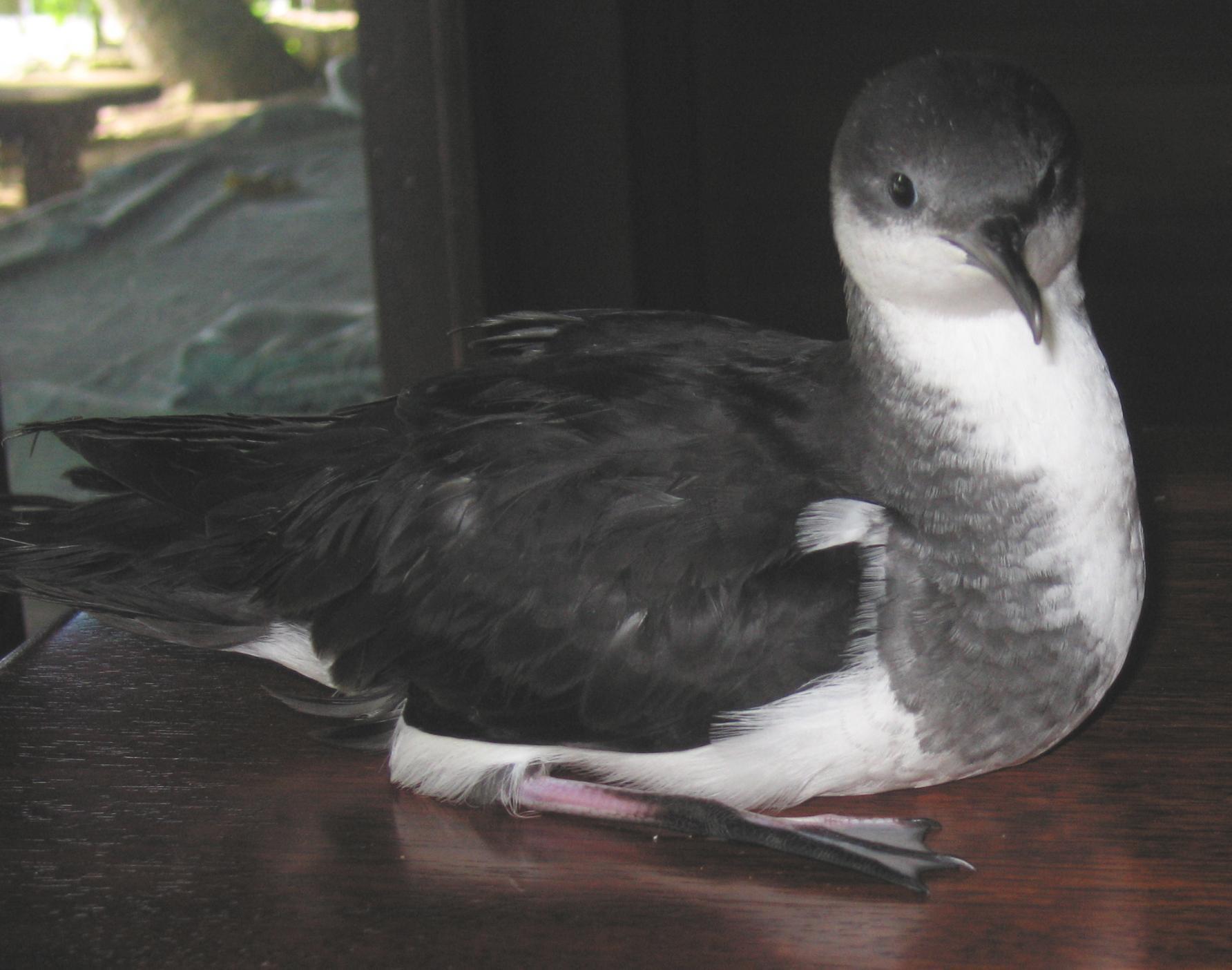 Puffinus bailloni