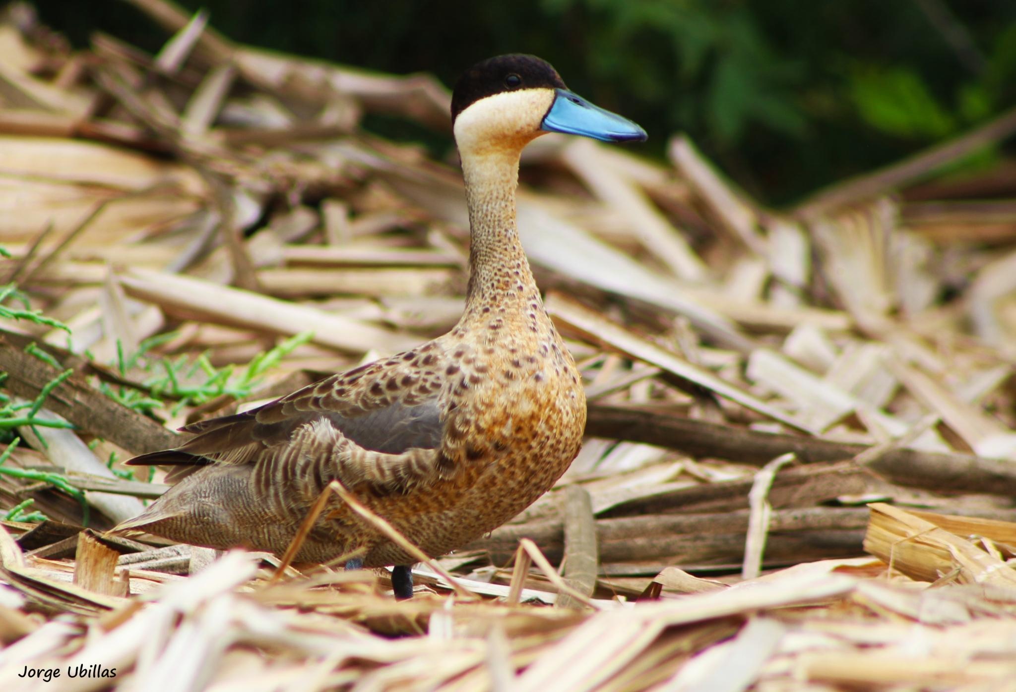 Pato puneño