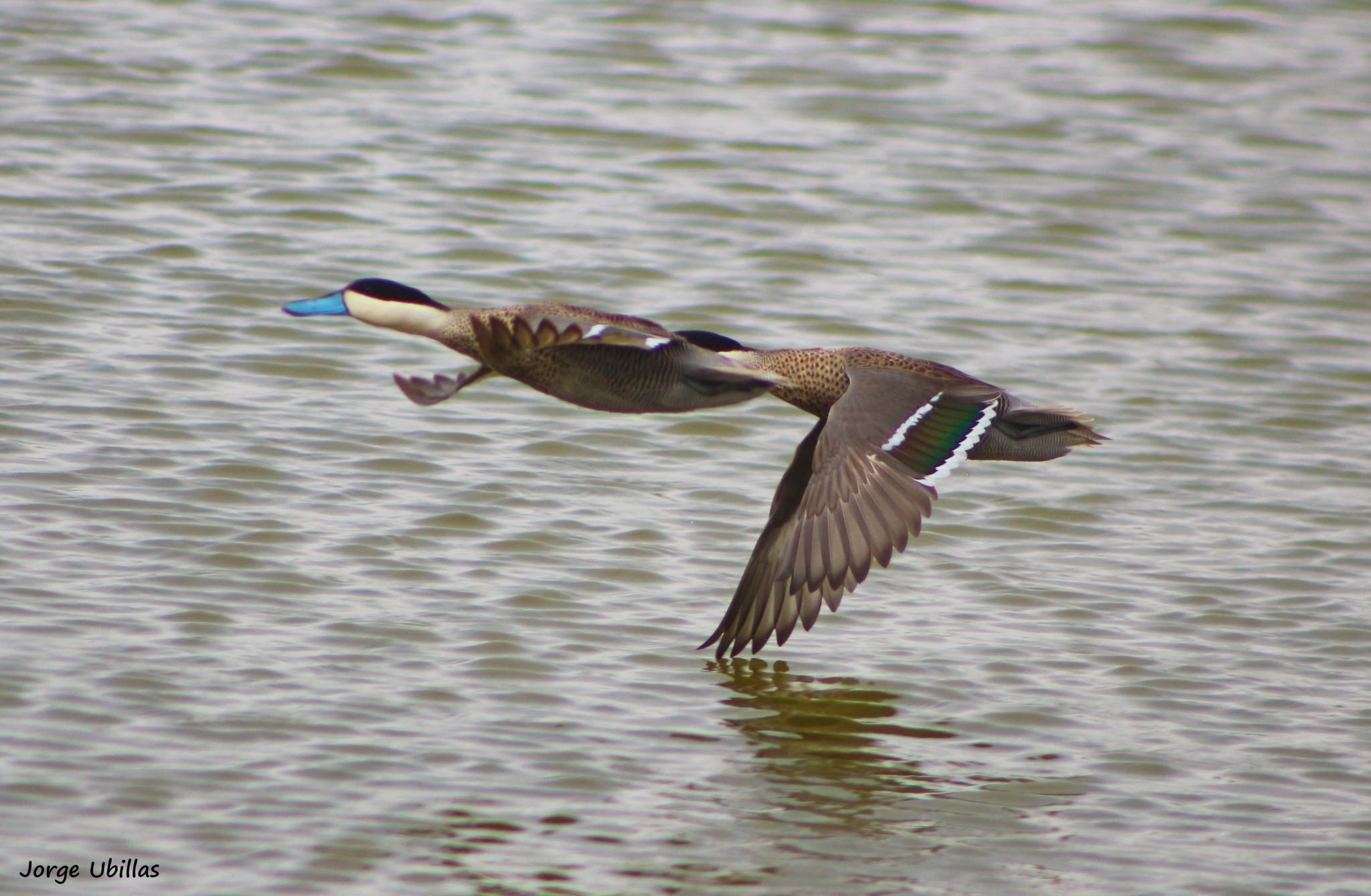 Pato puneño