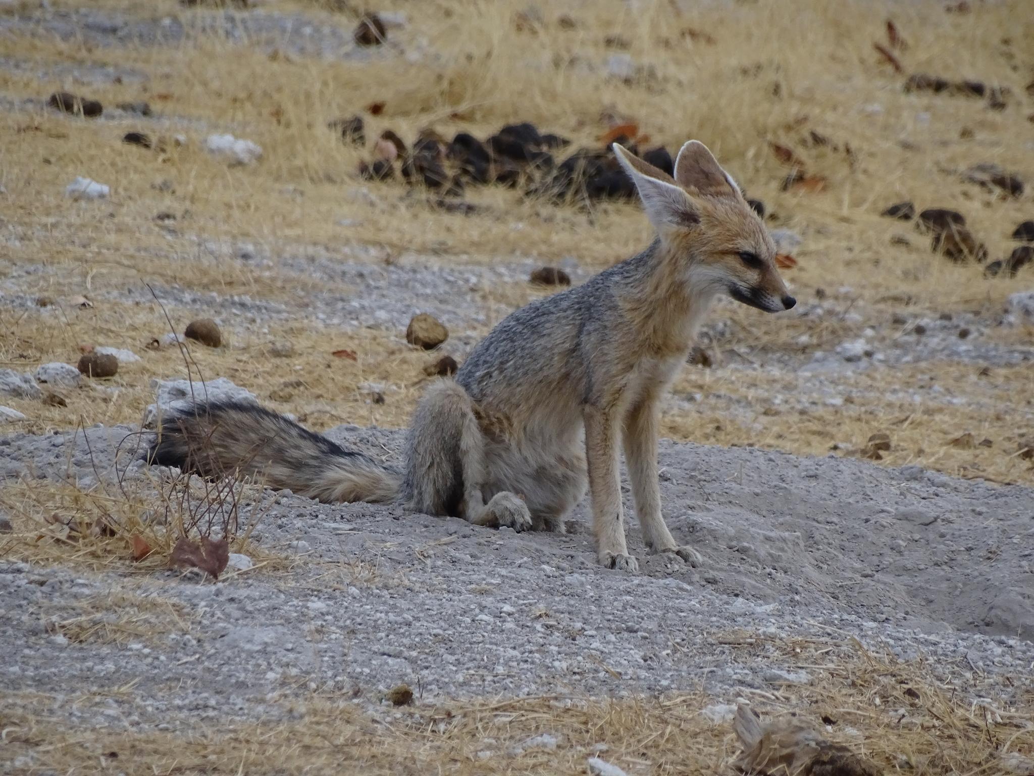 Cape Fox