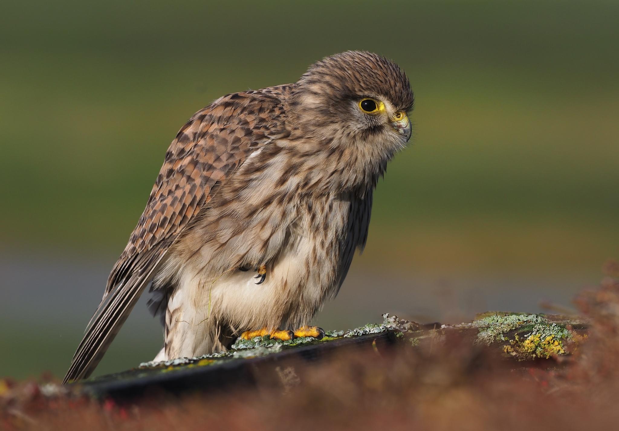 Eurasian Kestrel