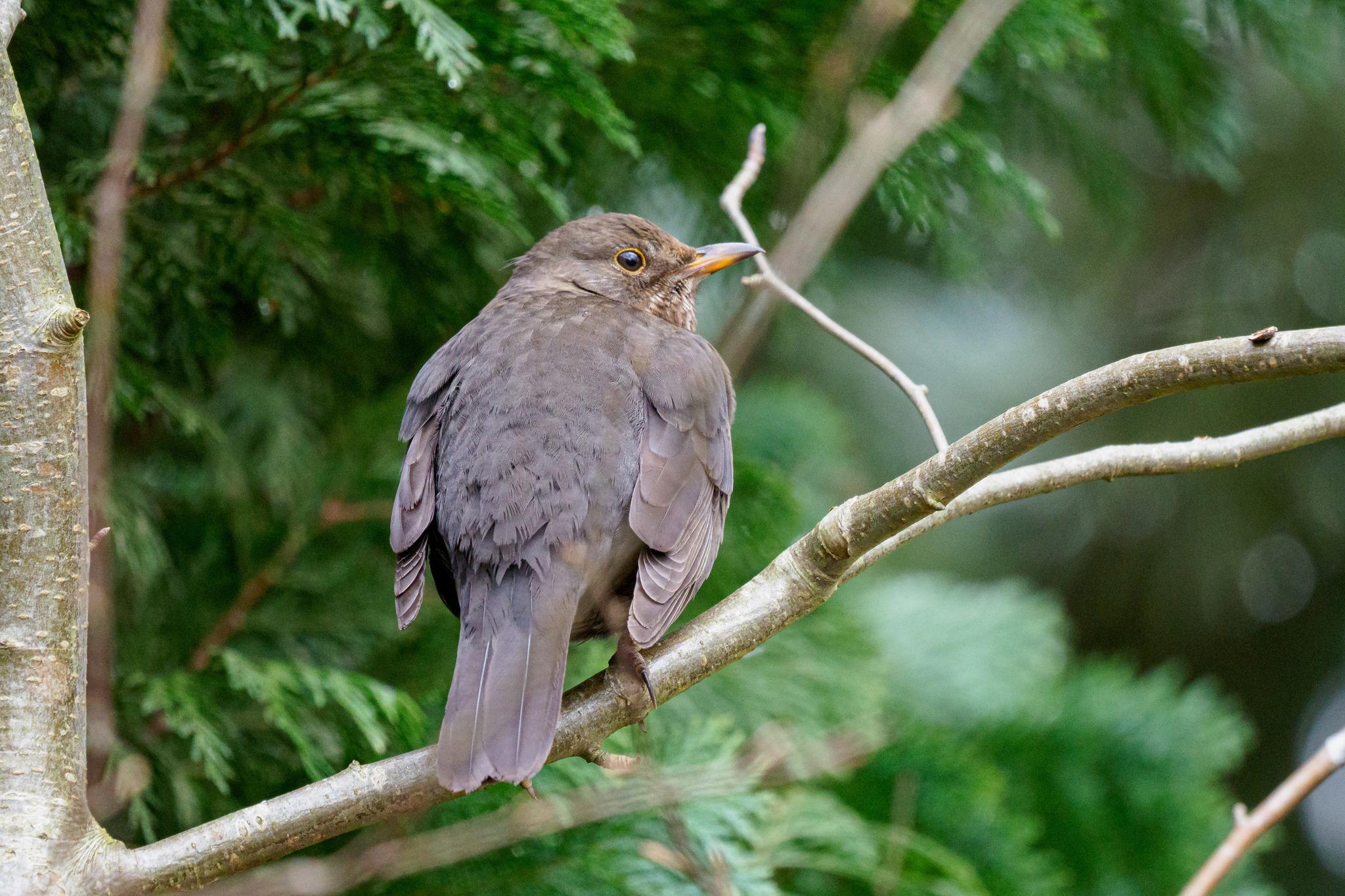 Eurasian Blackbird