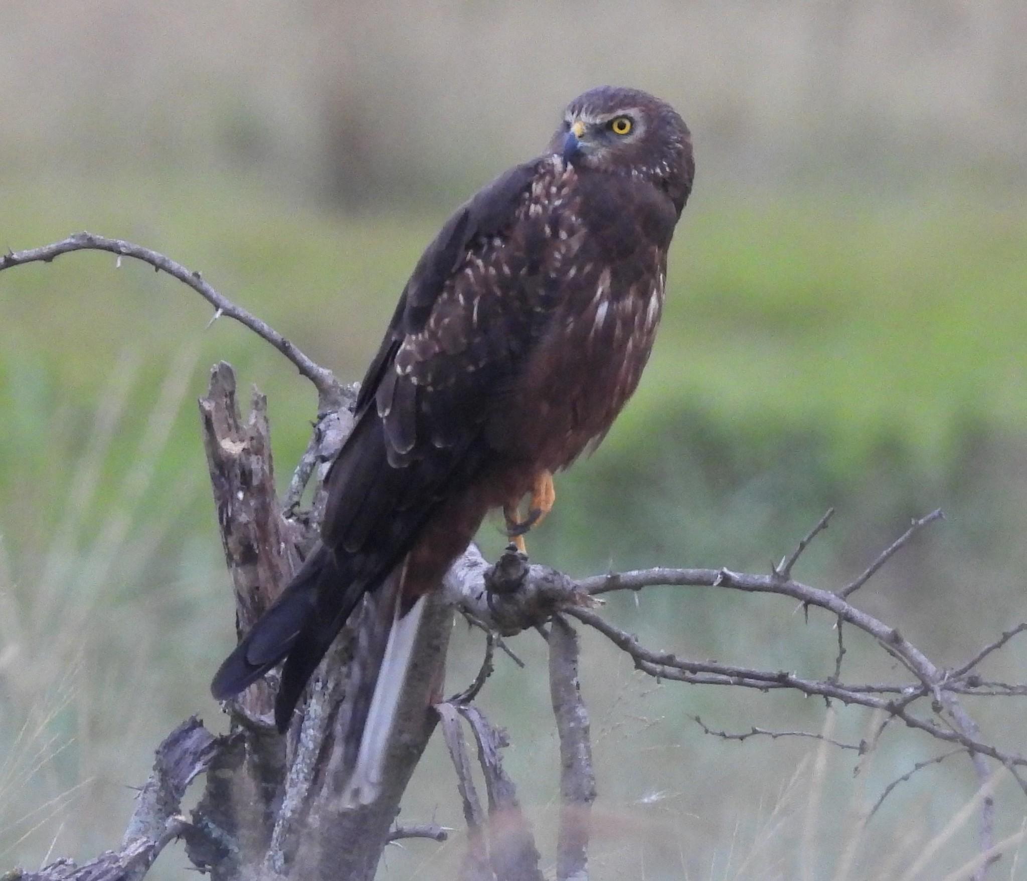 Aguilucho lagunero etiópico