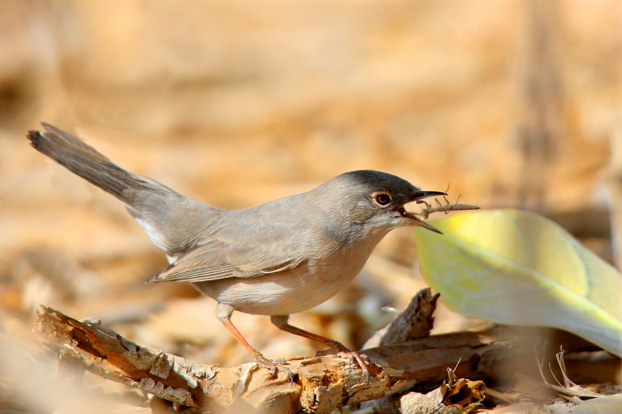 Ménétries's Warbler