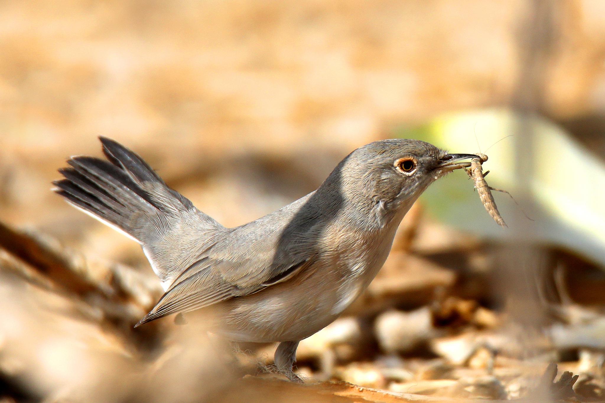 Ménétries's Warbler