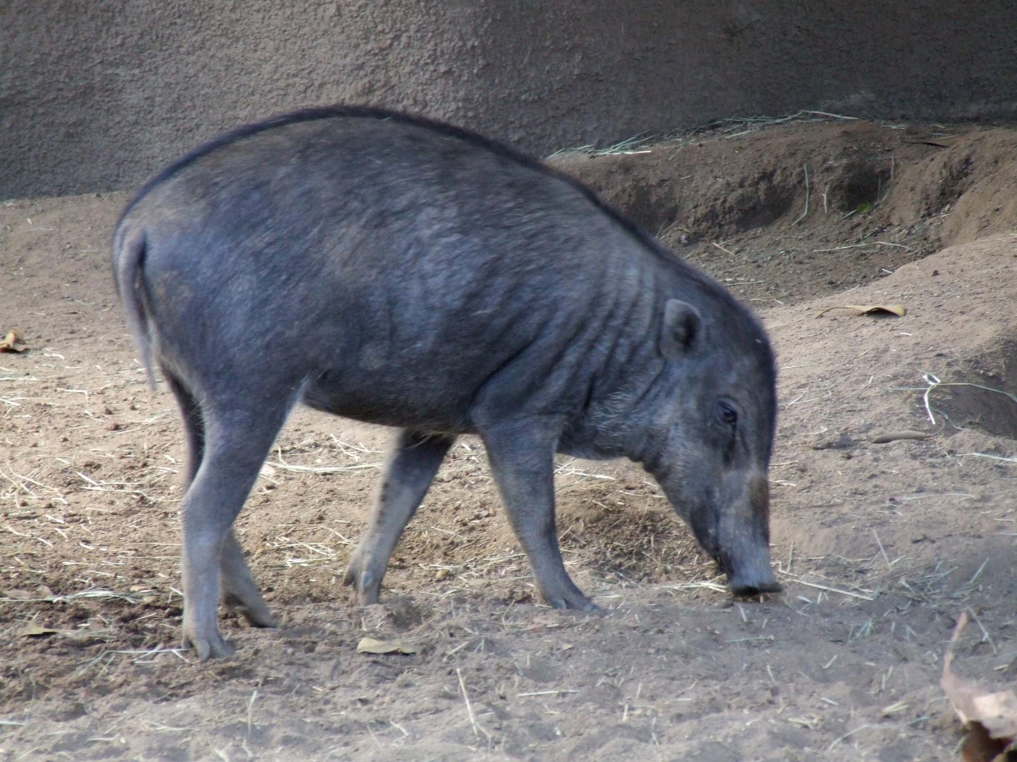 jabalí de las Bisayas