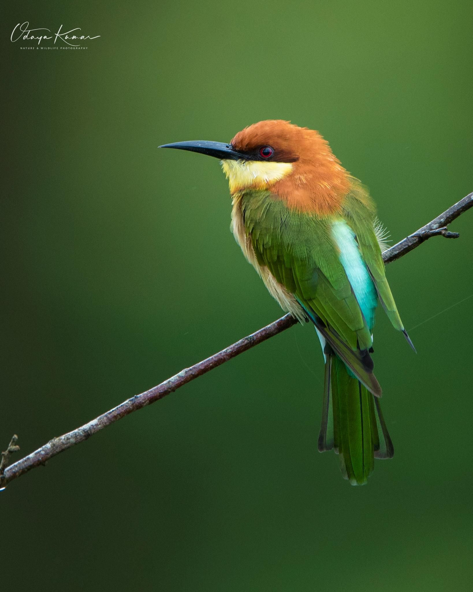 Abejaruco Cabecirrufo