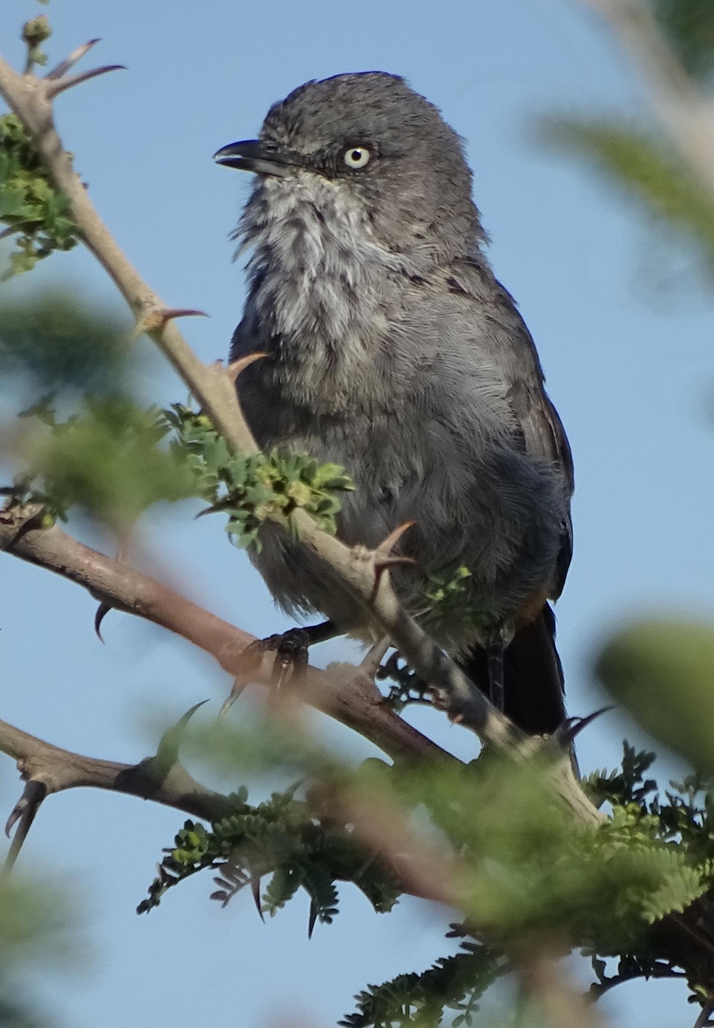 Chestnut-vented Warbler