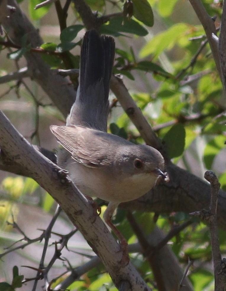 Ménétries's Warbler