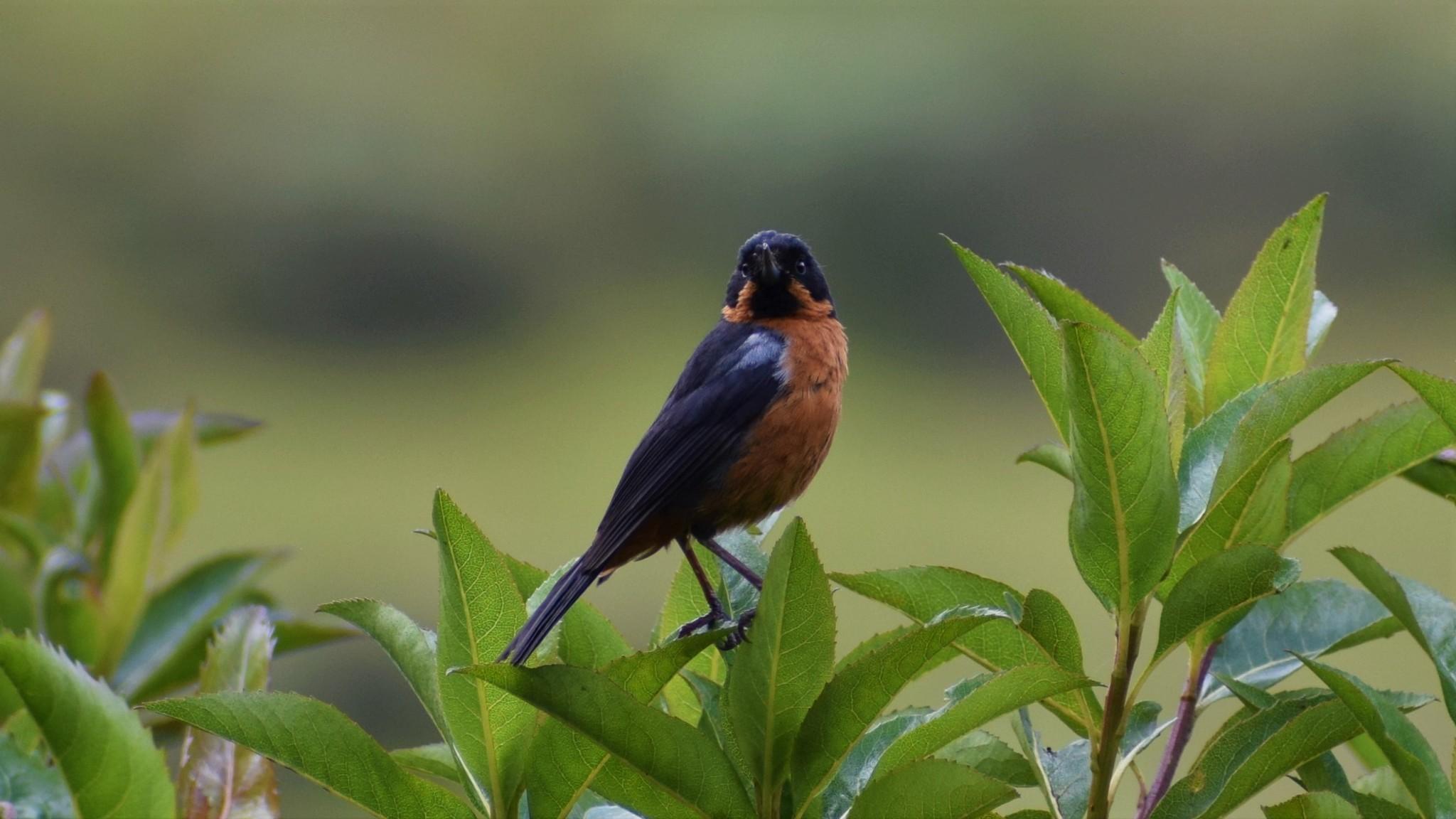 Black-throated Flowerpiercer
