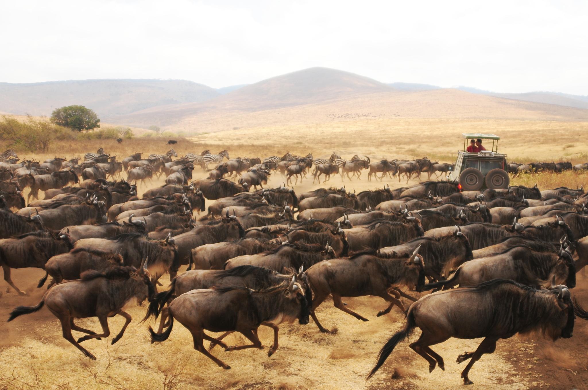 Vacas, ovejas, cabras, antílopes, bisontes y parientes