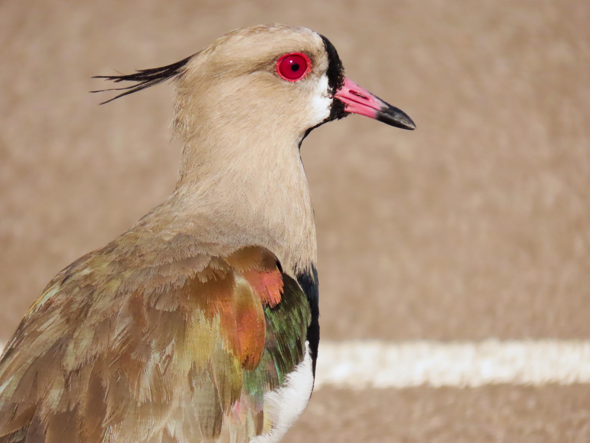 Southern Lapwing