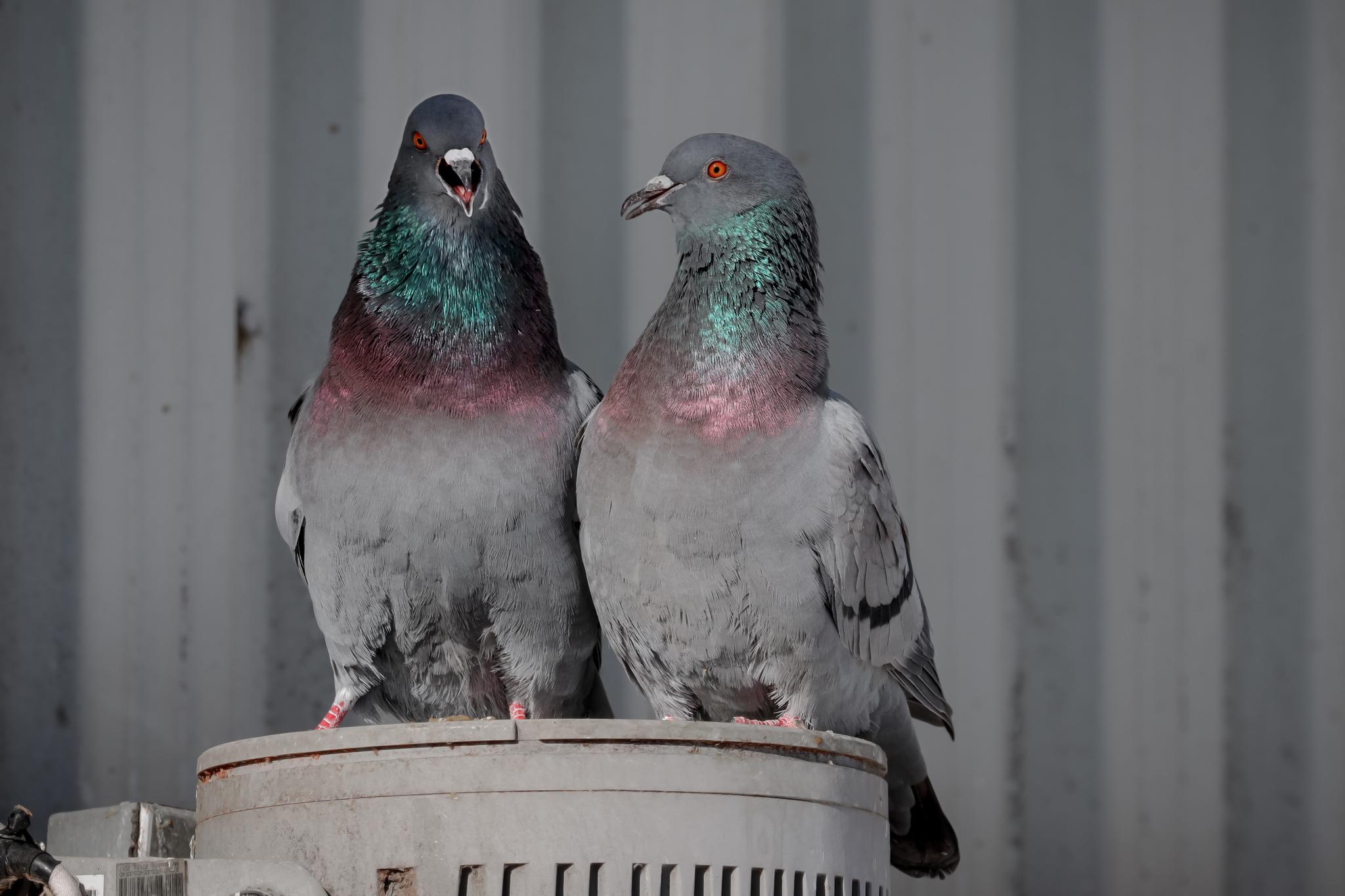 Palomas, tortolitas y coquitas
