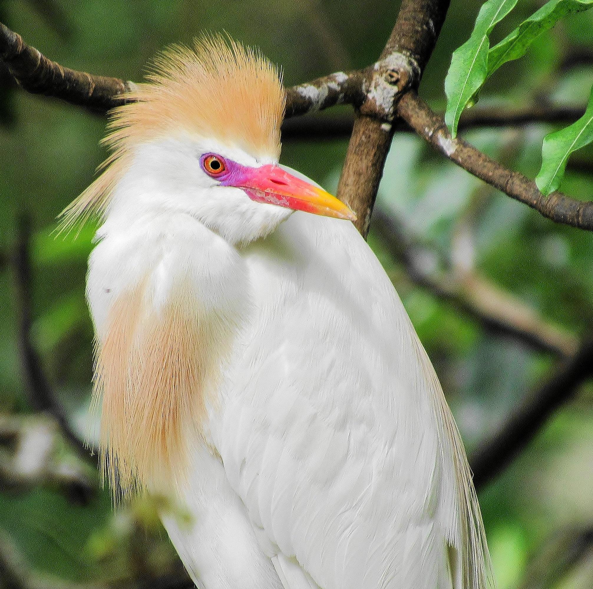 Pelícanos, garzas, ibis y parientes