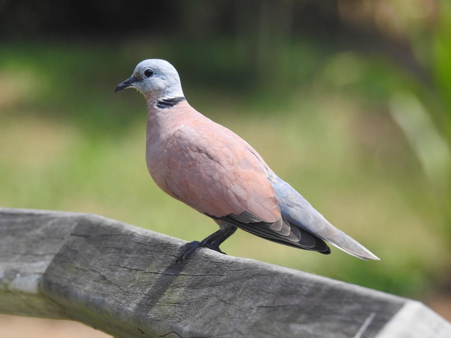 Red Collared-Dove