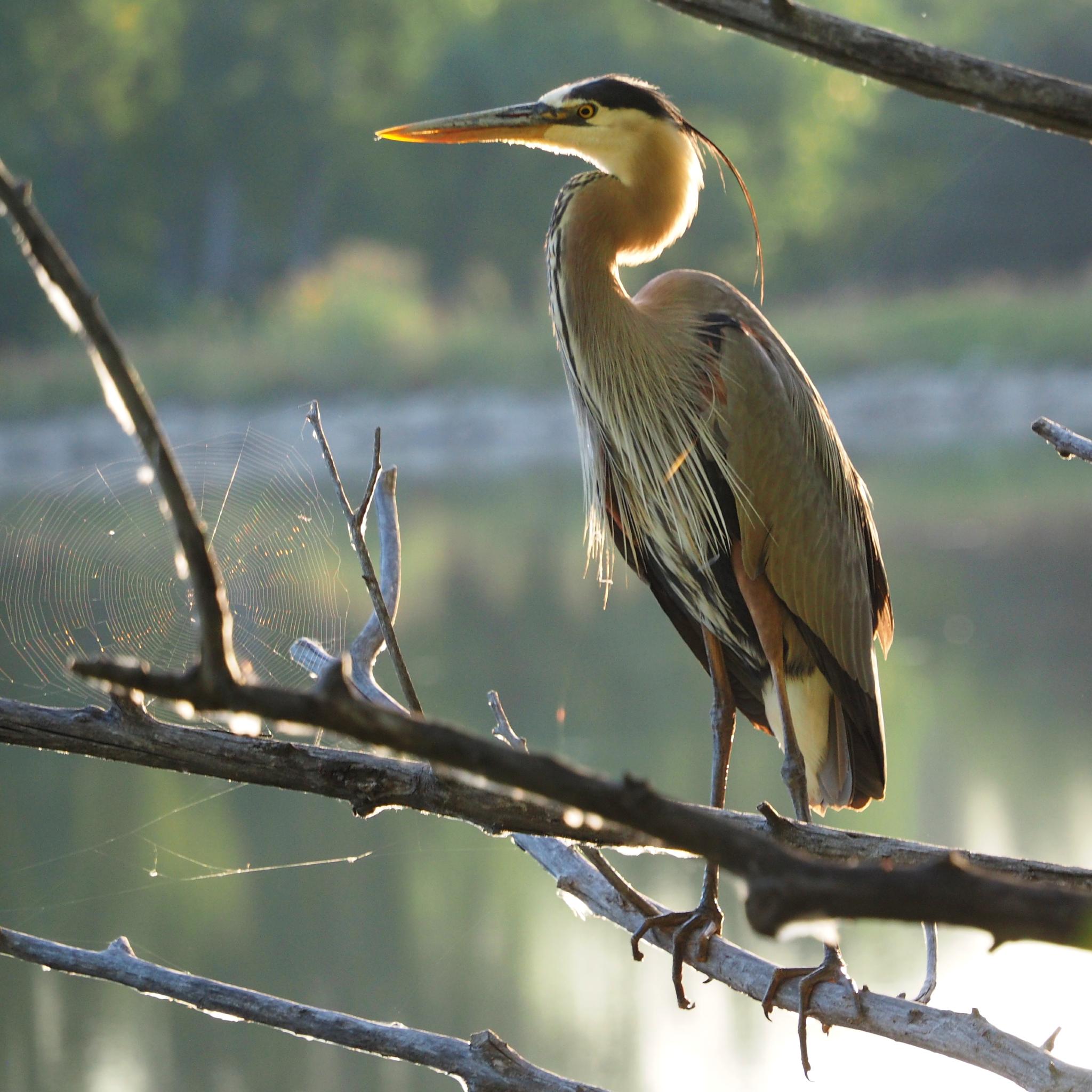 Garza morena