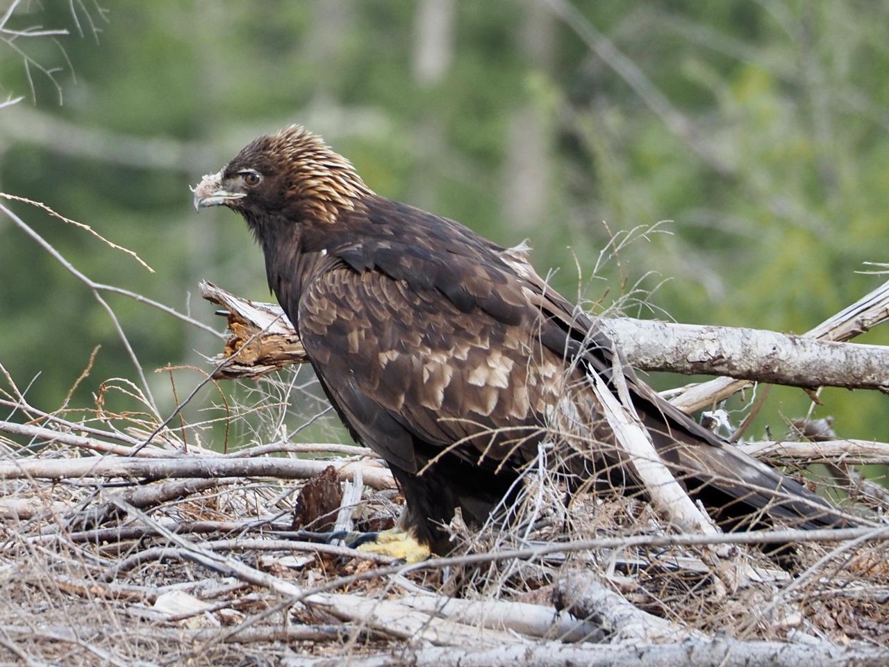 Águila real