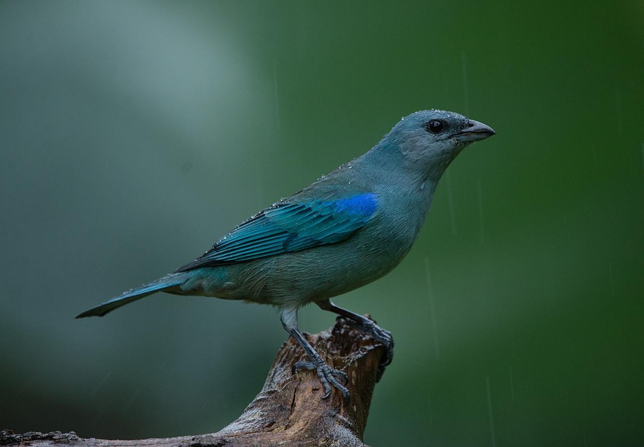 Azure-shouldered Tanager