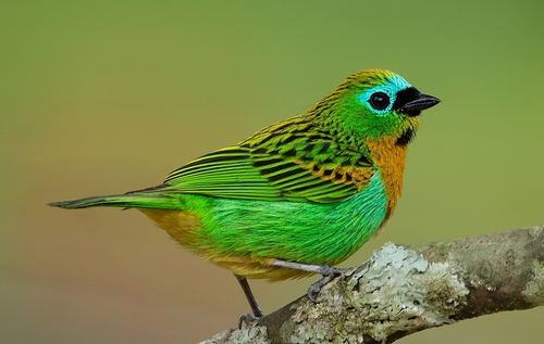 Brassy-breasted Tanager