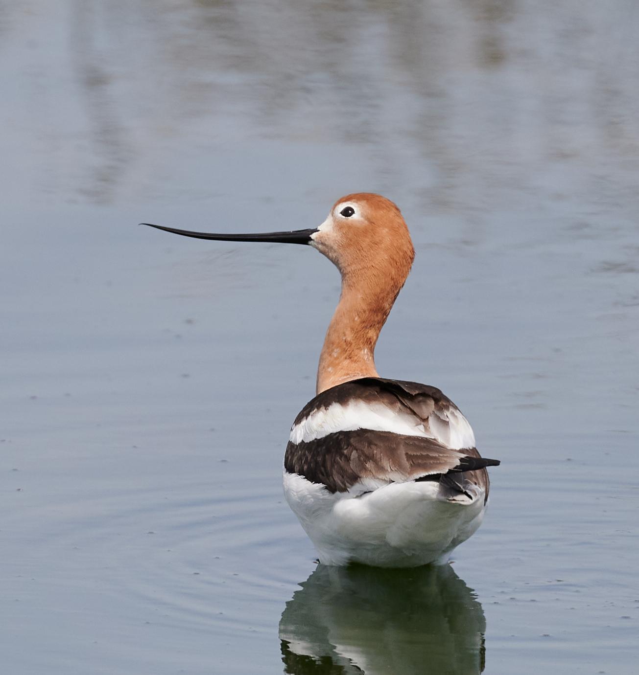 Avoceta americana