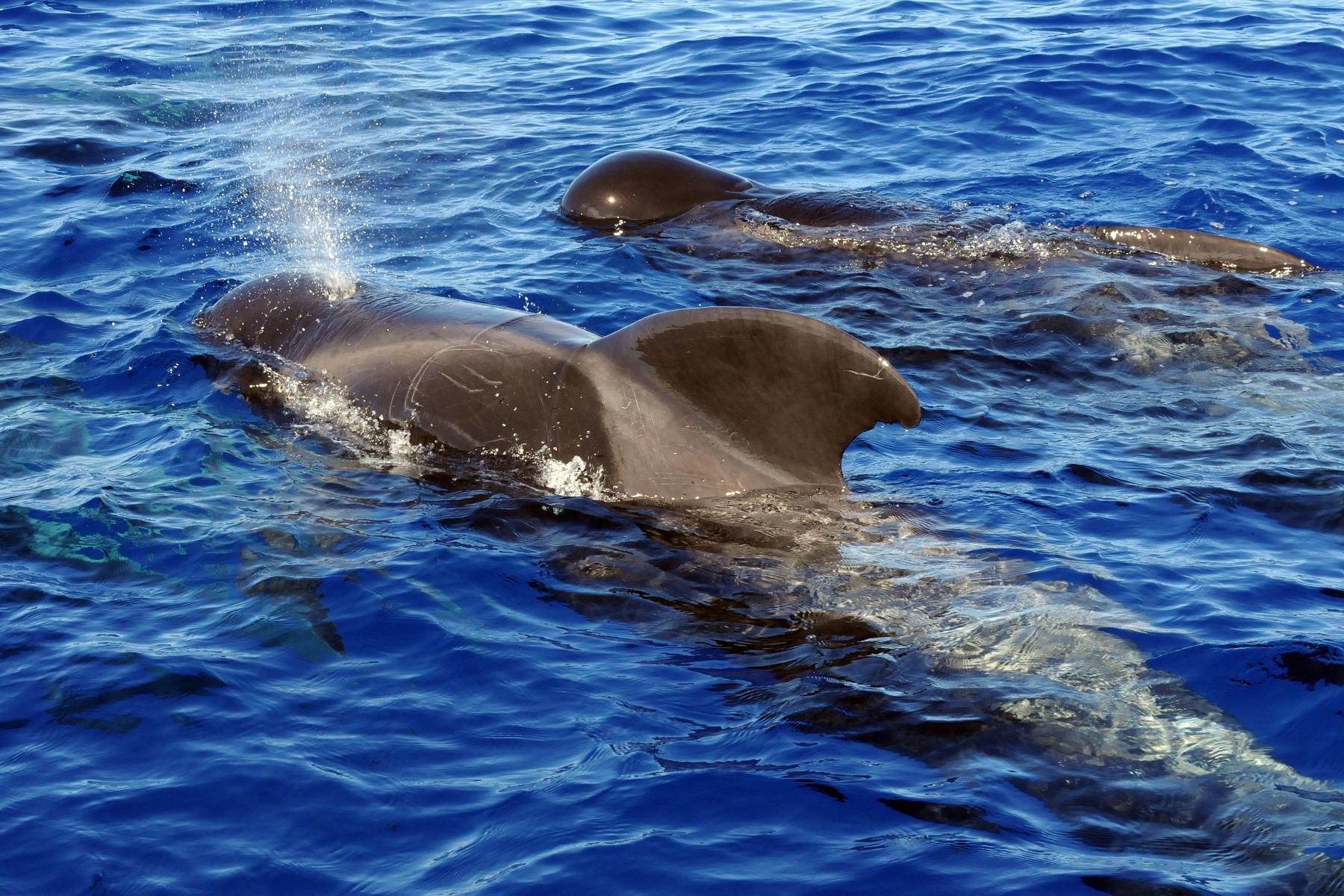Ballena piloto