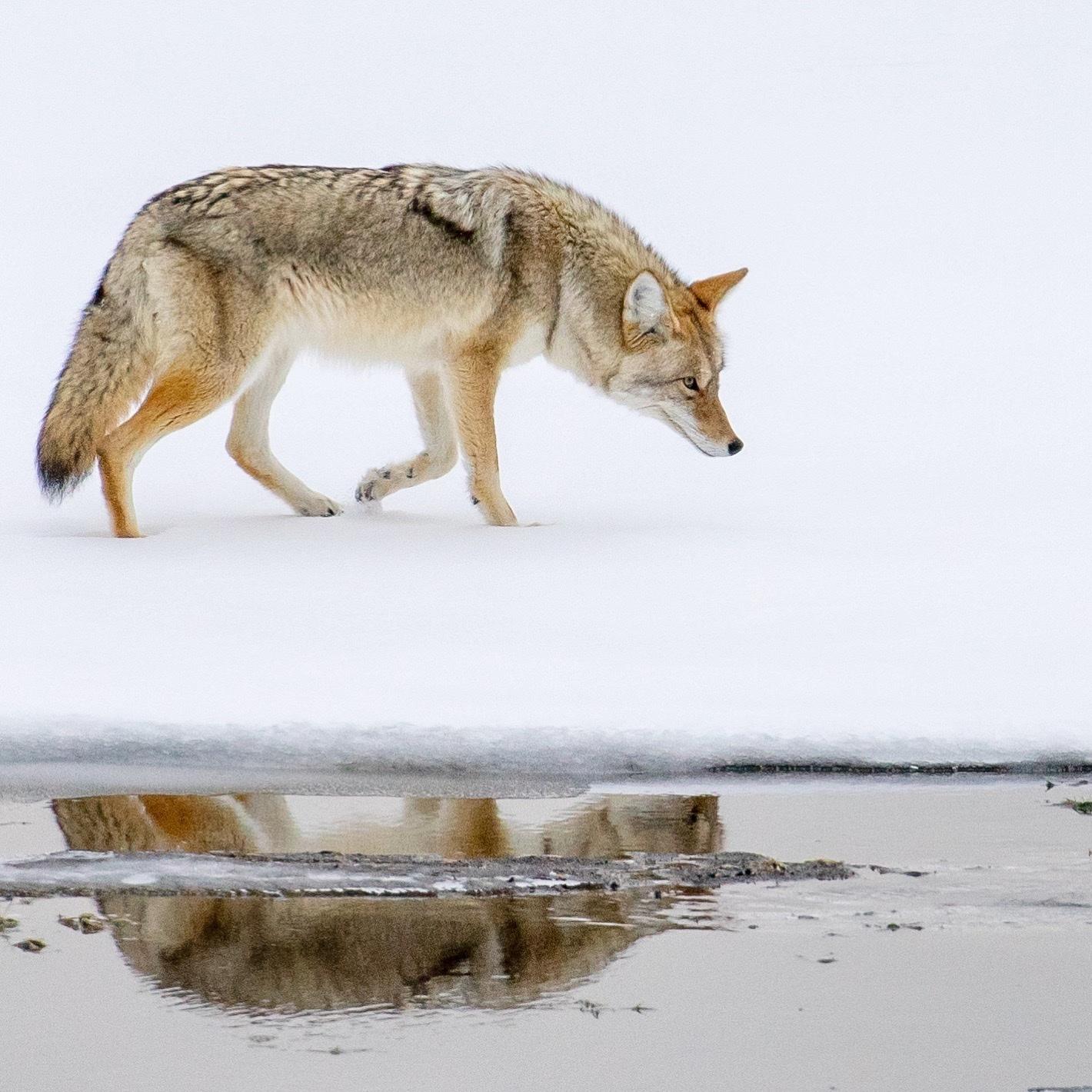 Coyote