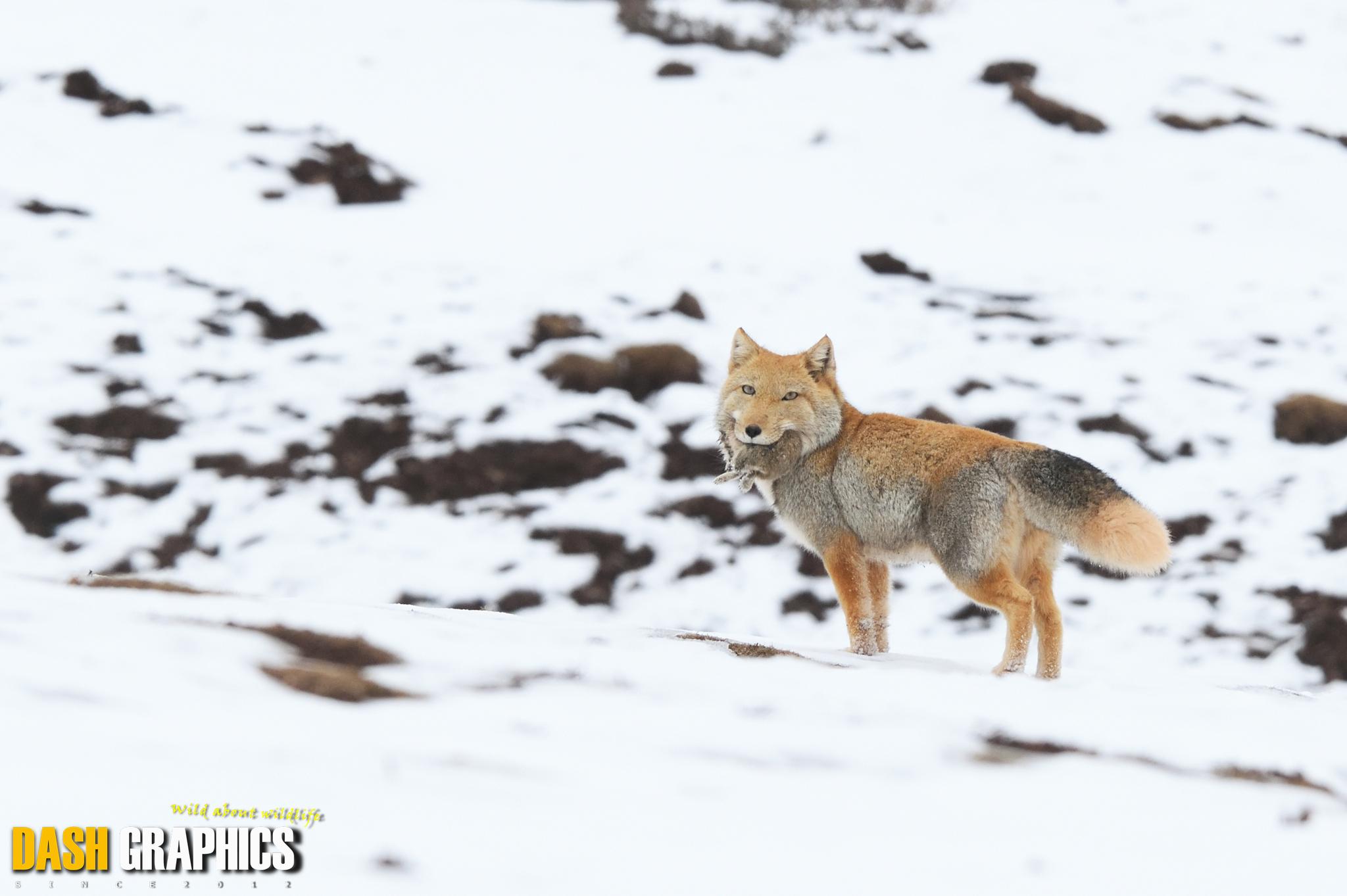 Tibetan Fox