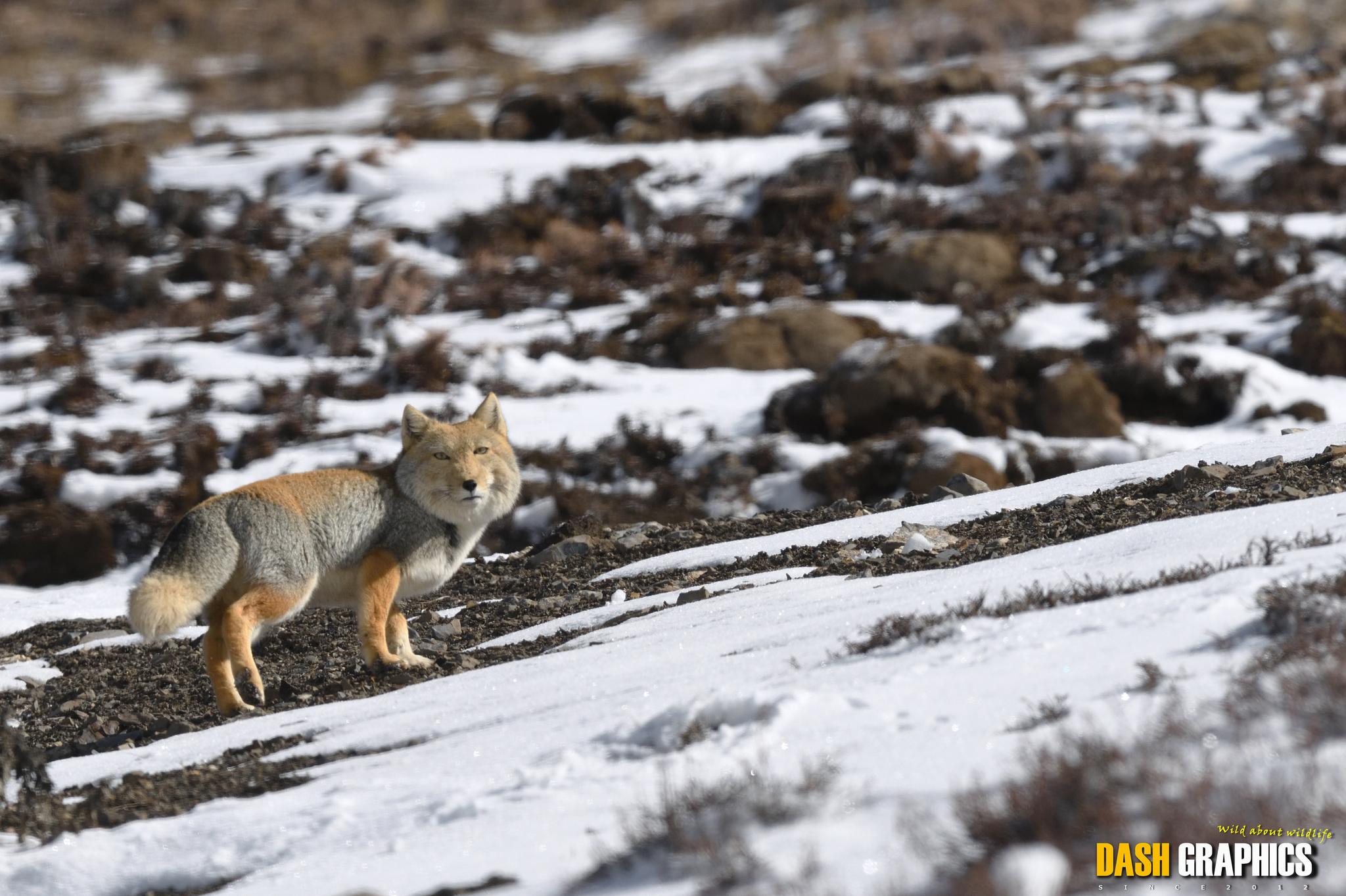Tibetan Fox
