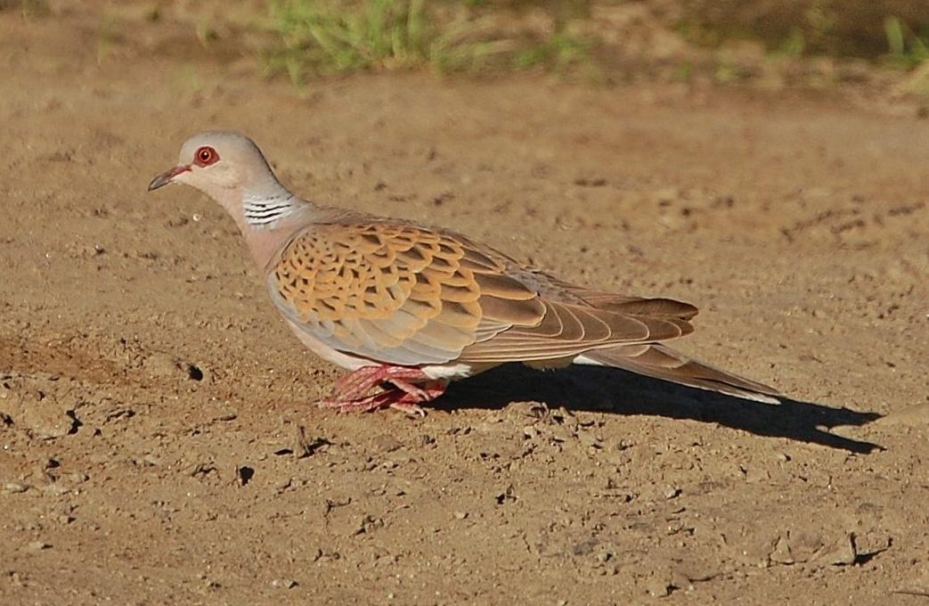 European Turtle-Dove