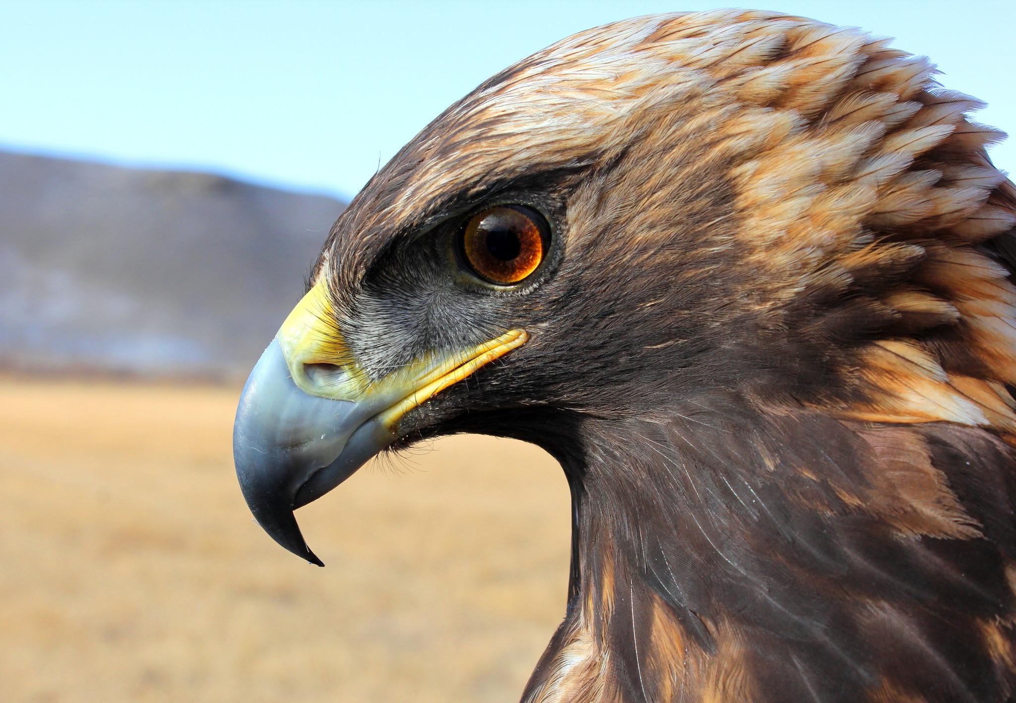 Águila real