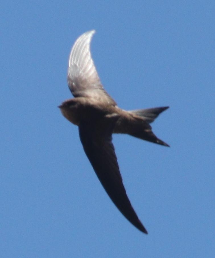 Vencejo unicolor