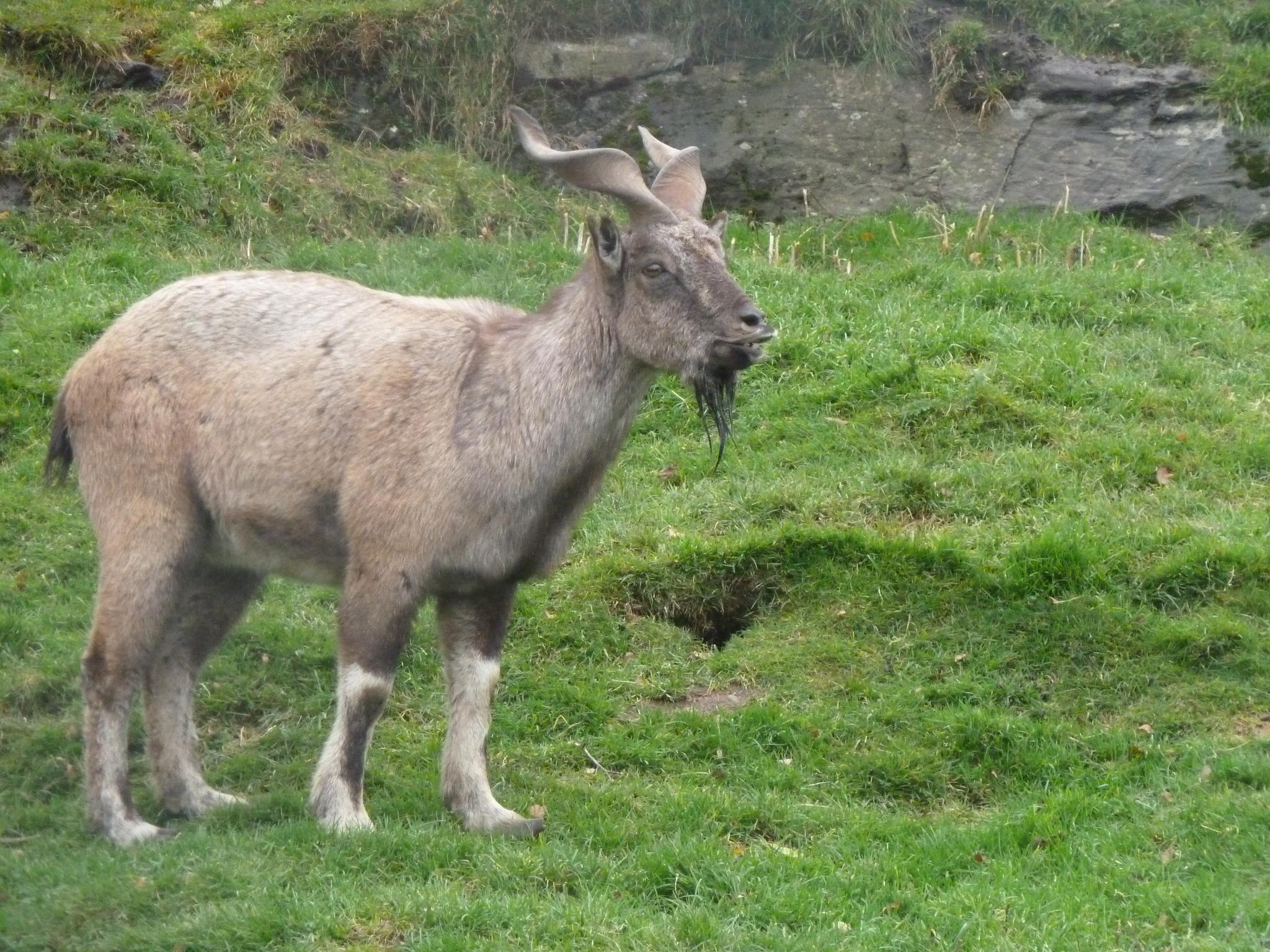 marjor