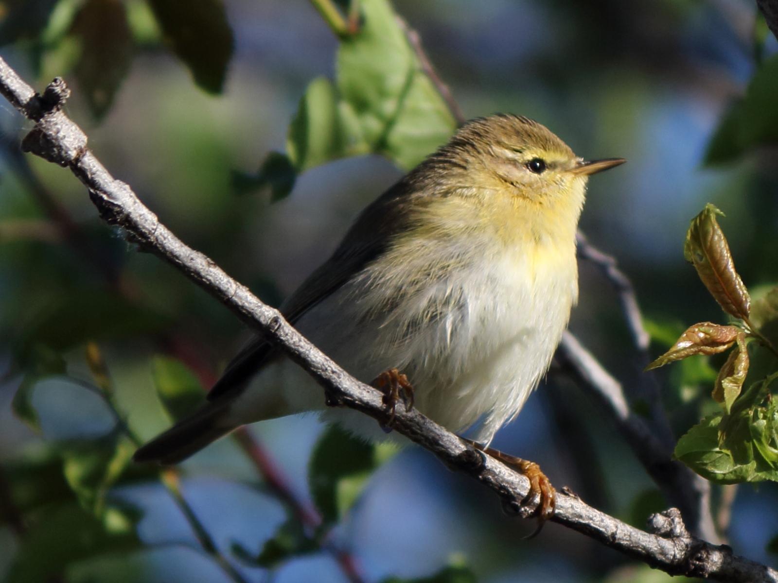 Mosquitero musical