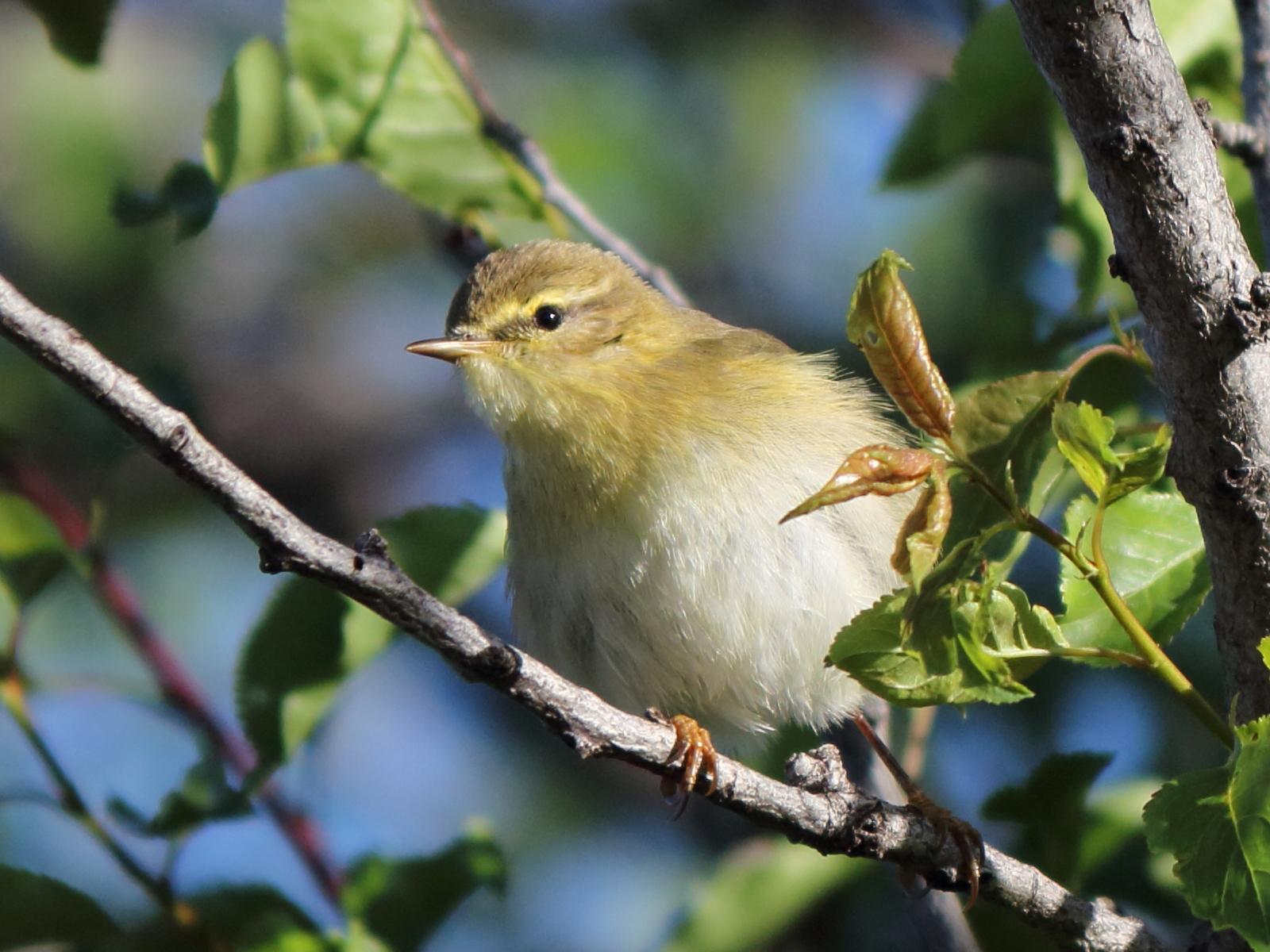 Mosquitero musical